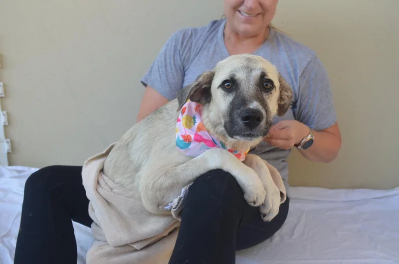A young medium-sized female Great Pyrenees dog named Mia for adoption in McKinney, TX