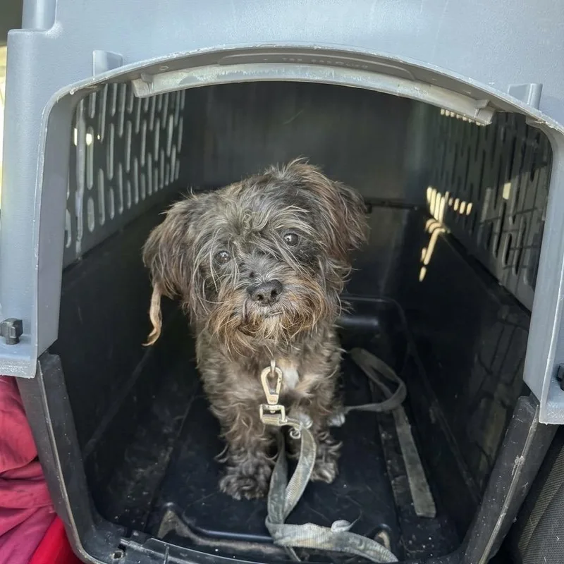 A young small-sized male Brown / Chocolate Shih Tzu dog named Alfie for adoption in New Orleans, LA