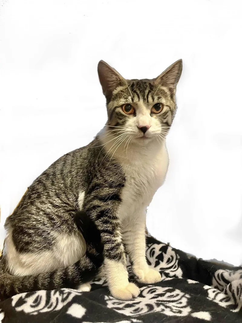 A young medium-sized male White Domestic Short Hair cat named Roo for adoption in Graham, WA