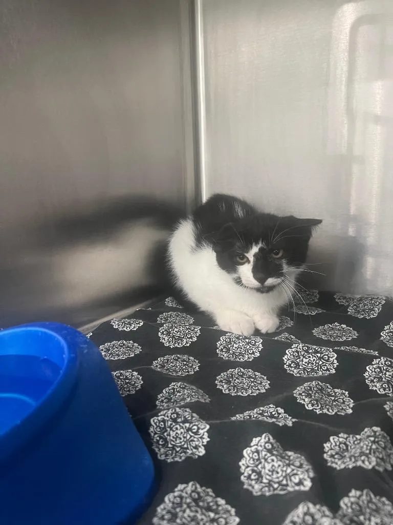 A baby medium-sized male Domestic Short Hair cat named Mr. McDonald’s for adoption in Danielsville, GA
