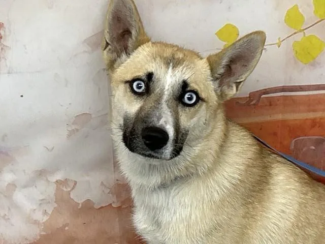 A young medium-sized female Siberian Husky dog named Maple Grace for adoption in San Bernardino, CA