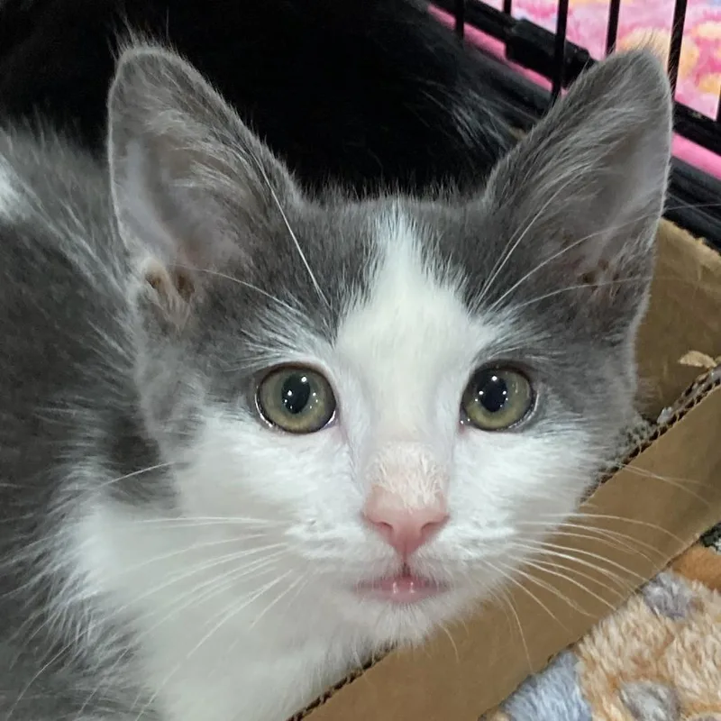A baby small-sized male Gray / Blue / Silver Domestic Short Hair cat named Patches for adoption in Springfield, IL