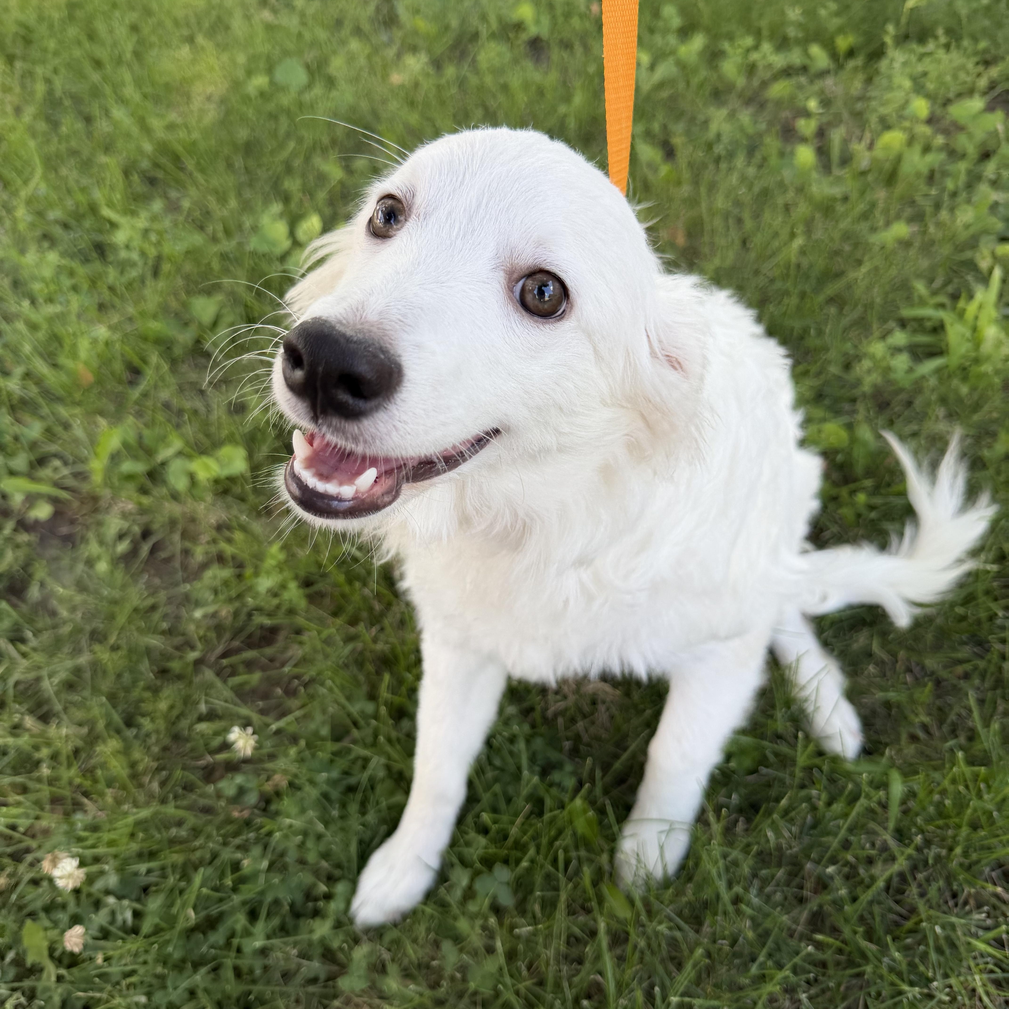 A baby small-sized male White / Cream American Eskimo Dog dog named Cameron for adoption in Bettendorf, IA