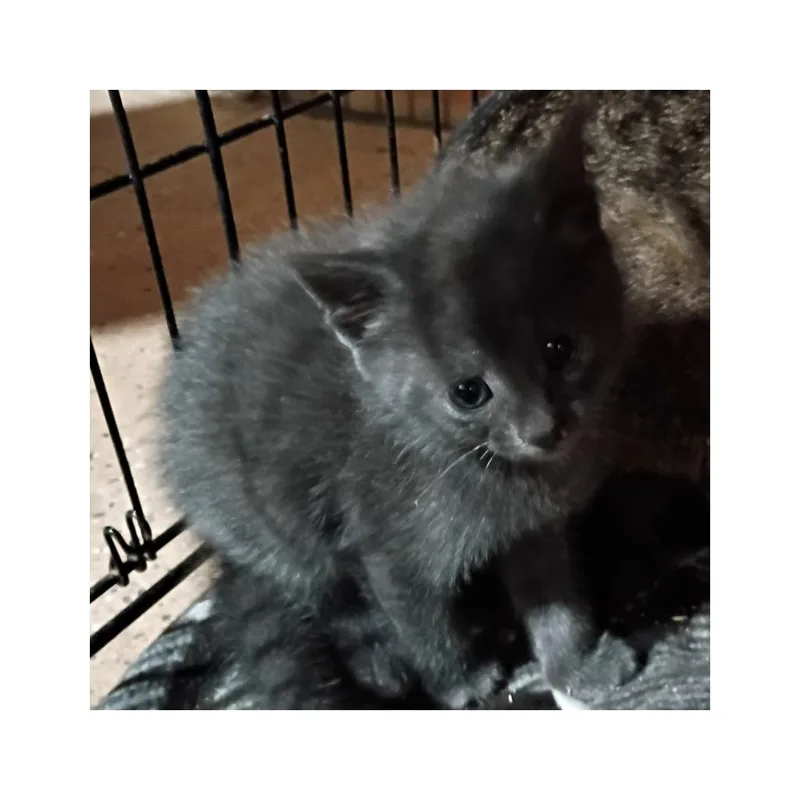 A baby small-sized male Domestic Short Hair cat named Havoc for adoption in LIberty, NY