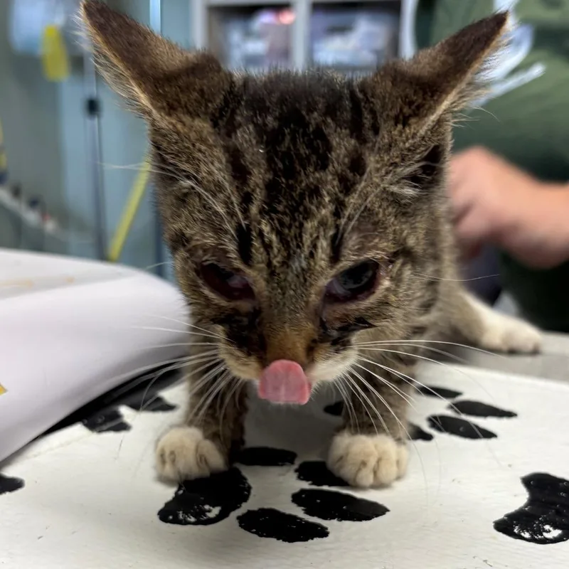 A baby medium-sized male American Shorthair cat named Peter Parker for adoption in Mount Juliet, TN
