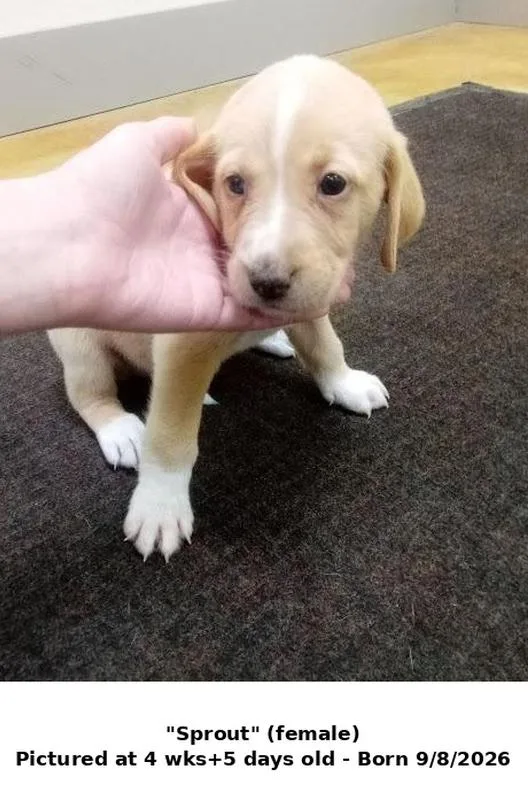 A baby large-sized female Hound dog named Sprout for adoption in Austin, MN