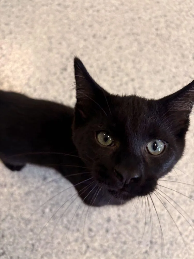 A baby small-sized male Black Domestic Short Hair cat named Roll for adoption in Bowling Green, OH