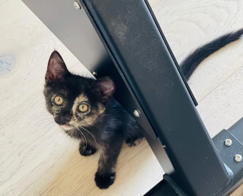 A baby small-sized female Black Domestic Short Hair cat named Willow Lindner for adoption in Chandler, AZ