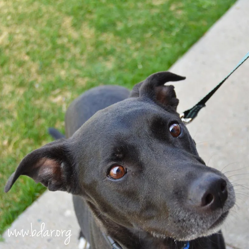 A senior medium-sized male Black Pit Bull Terrier dog named Brett for adoption in Cheyenne, WY