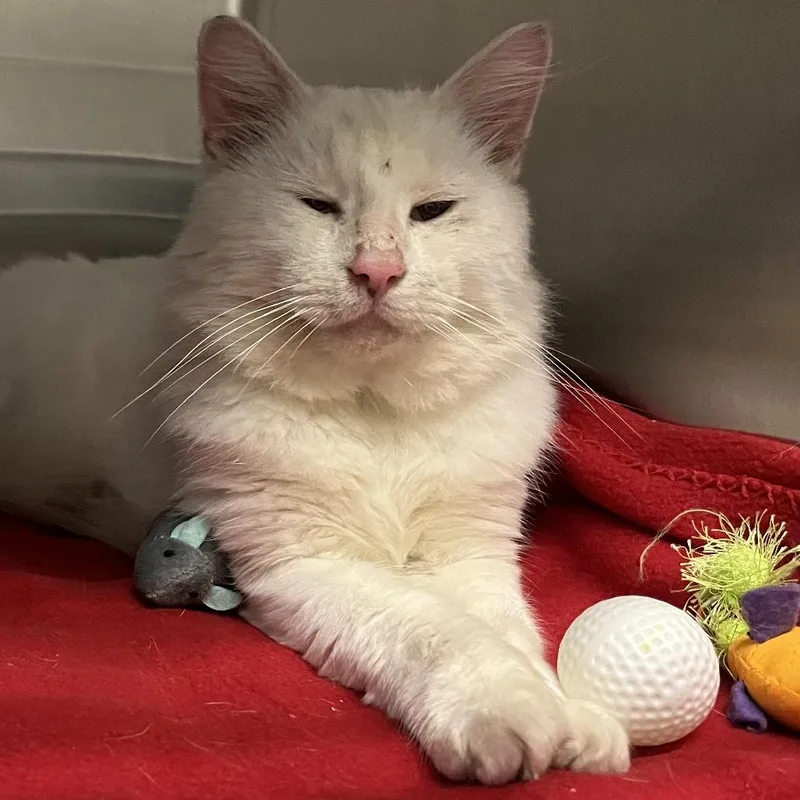 An adult medium-sized male White Domestic Medium Hair cat named TomTom for adoption in Concord, NH