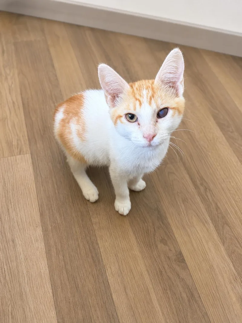 A baby small-sized male Domestic Medium Hair cat named Nimbus for adoption in Rio Linda, CA