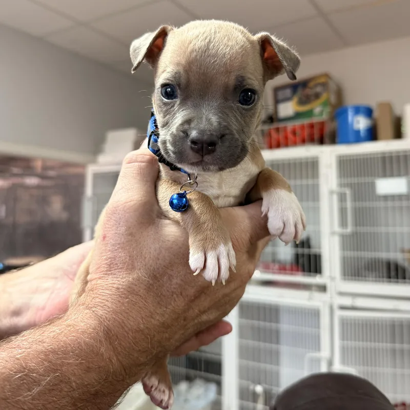 A baby medium-sized male Black Pit Bull Terrier dog named Naples for adoption in Columbia, SC
