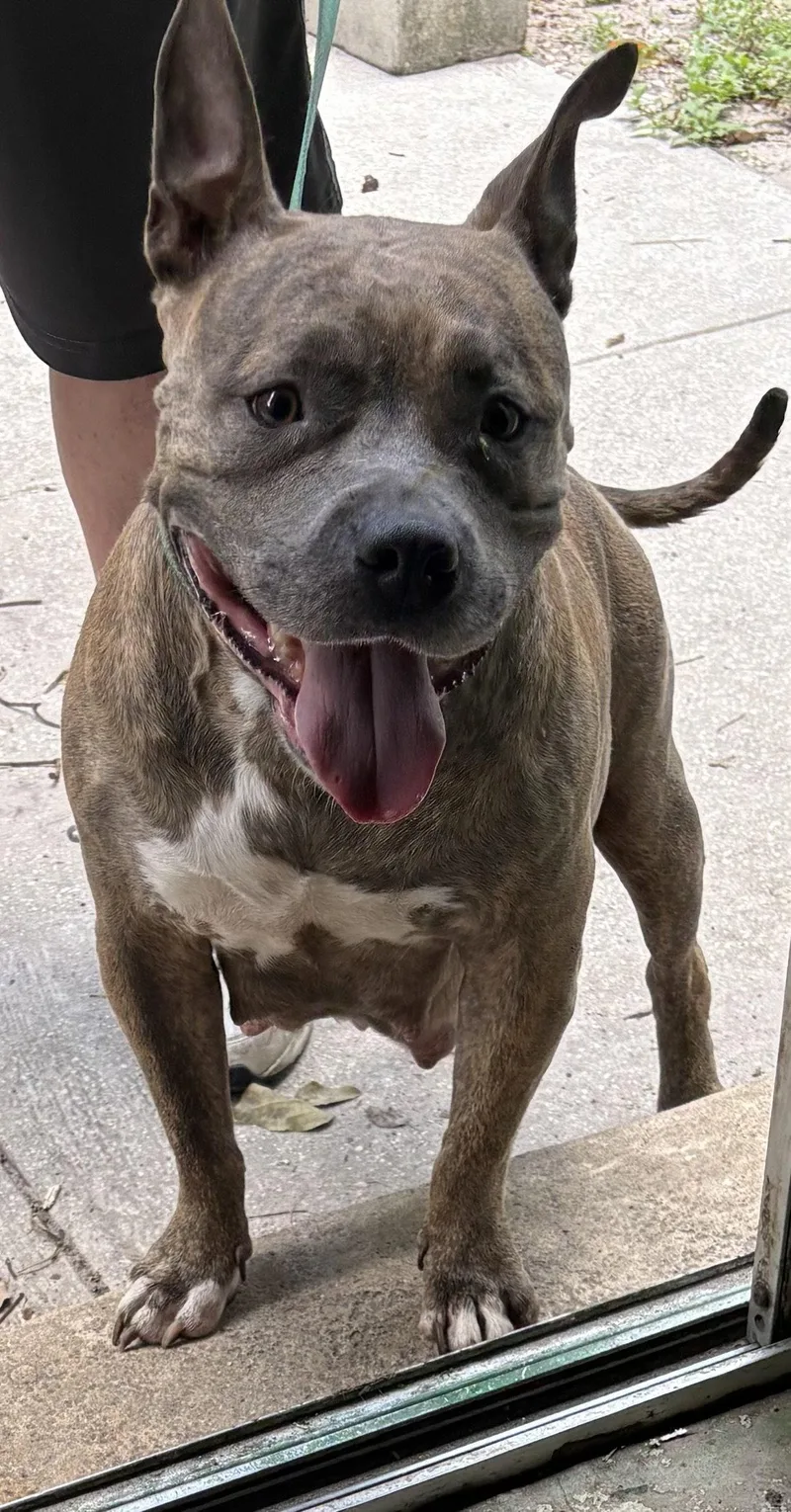 An adult medium-sized female Labrador Retriever dog named Suki FH for adoption in Sanford, FL