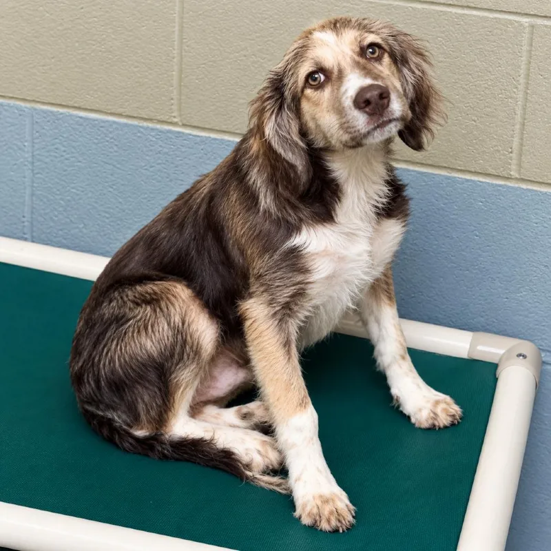 A baby small-sized male Brown / Chocolate Cocker Spaniel dog named Teddy for adoption in Falls Church, VA