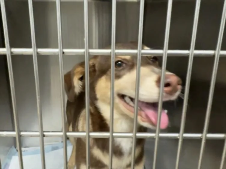 A young medium-sized female German Shepherd Dog dog named Molly for adoption in Chatsworth, CA
