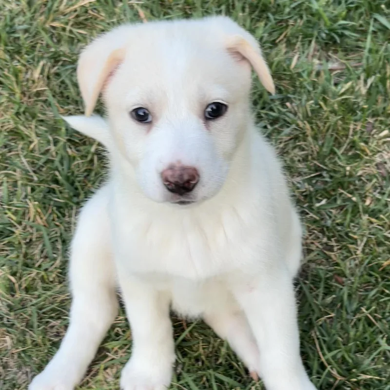 A baby medium-sized female White / Cream Siberian Husky dog named Arctic for adoption in Oceanside, CA