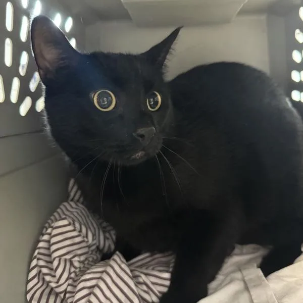 An adult medium-sized male Domestic Short Hair cat named Binky  Bonded Buddy for adoption in Des Moines, IA