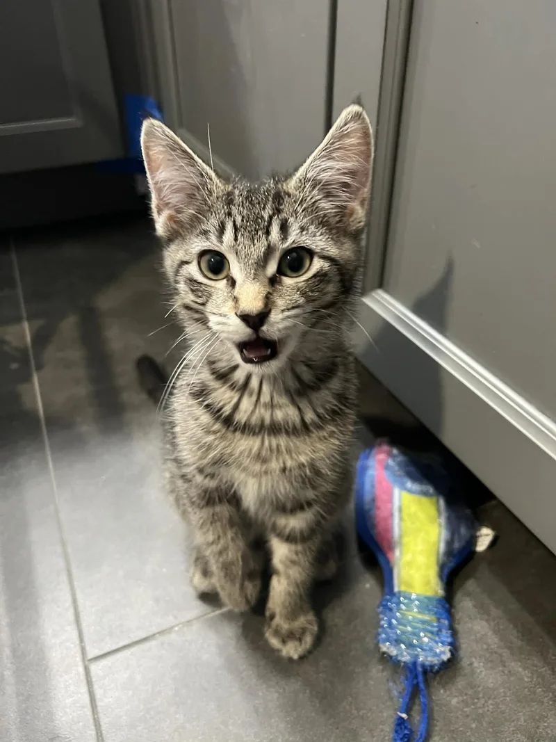 A baby small-sized male Domestic Short Hair cat named Ricky for adoption in Visalia, CA