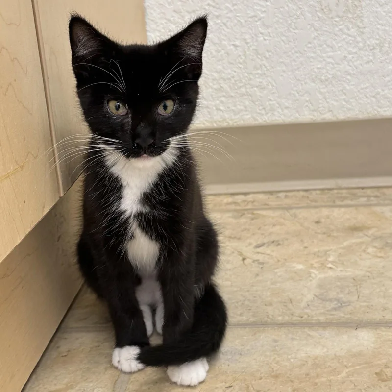 A baby small-sized male Domestic Short Hair cat named Kona for adoption in Winchendon, MA