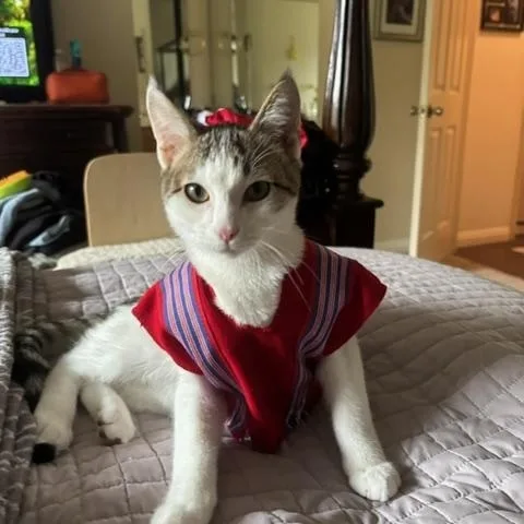 A baby small-sized male White Domestic Short Hair cat named Pepo for adoption in Benicia, CA