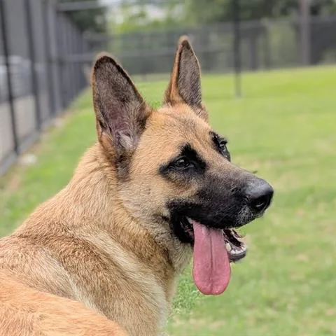 A young medium-sized female German Shepherd Dog dog named Masha for adoption in Houston, TX