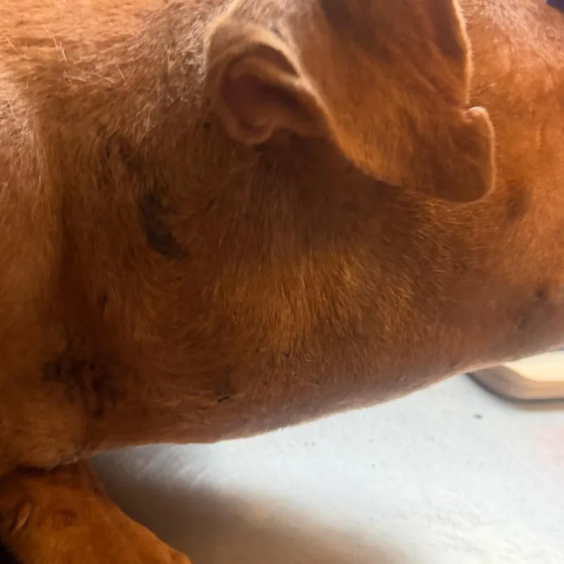 An adult medium-sized male Brown / Chocolate Pit Bull Terrier dog named TUSCStray for adoption in Tuscaloosa, AL