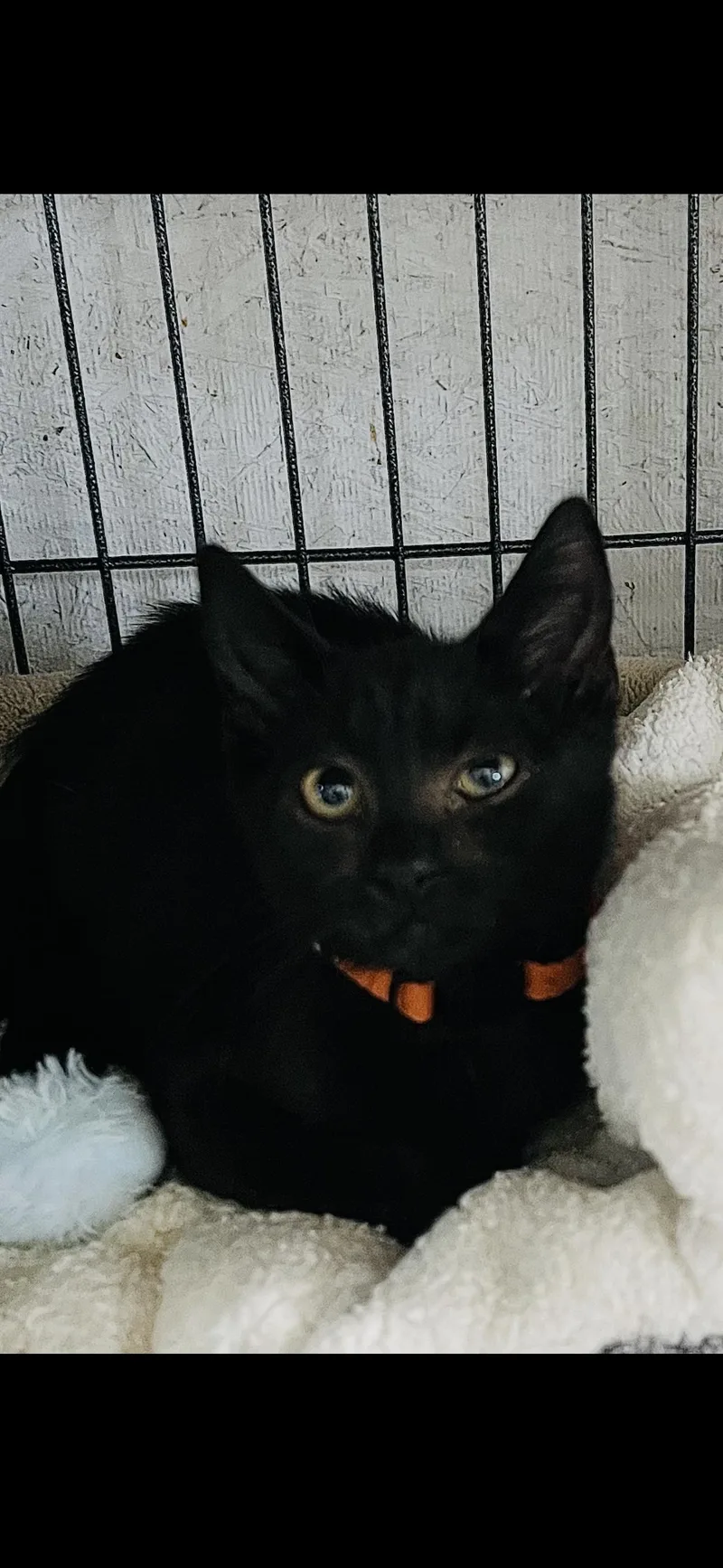 A baby small-sized male Domestic Short Hair cat named Andy for adoption in Sneads Ferry, NC