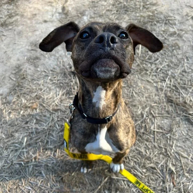 An adult medium-sized female Pit Bull Terrier dog named Tweetie Birdie for adoption in Cumming, GA