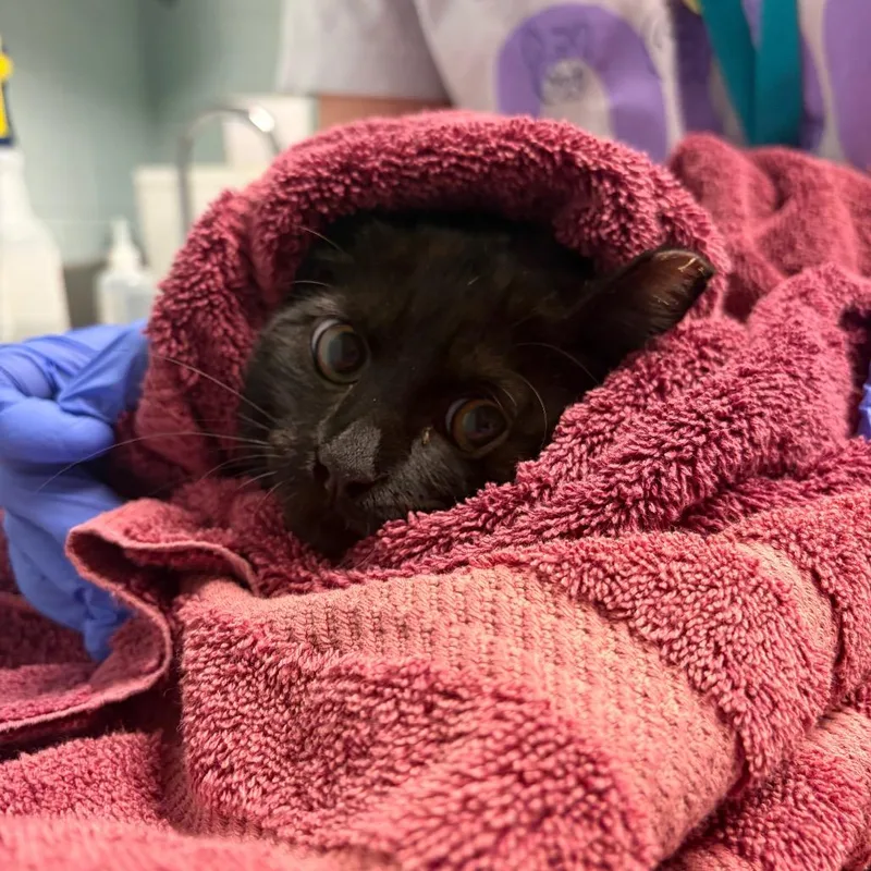 A baby medium-sized female Black Domestic Short Hair cat named Maeve for adoption in Fredericksburg, VA