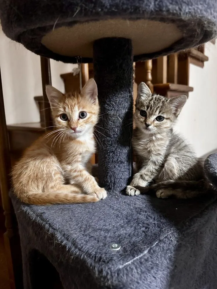 A baby small-sized male Tabby (Orange / Red) Domestic Short Hair cat named Gus for adoption in Greensboro, NC