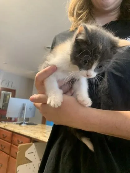 A baby small-sized female Domestic Short Hair cat named Samara for adoption in Pequot Lakes, MN