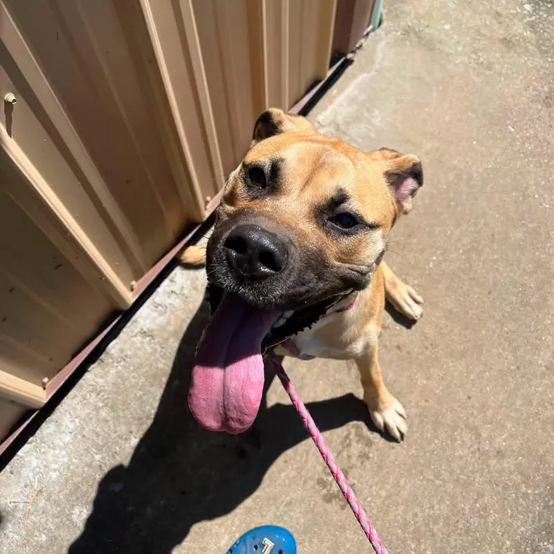 A young large-sized female Great Dane dog named TIlly for adoption in Salem, WV