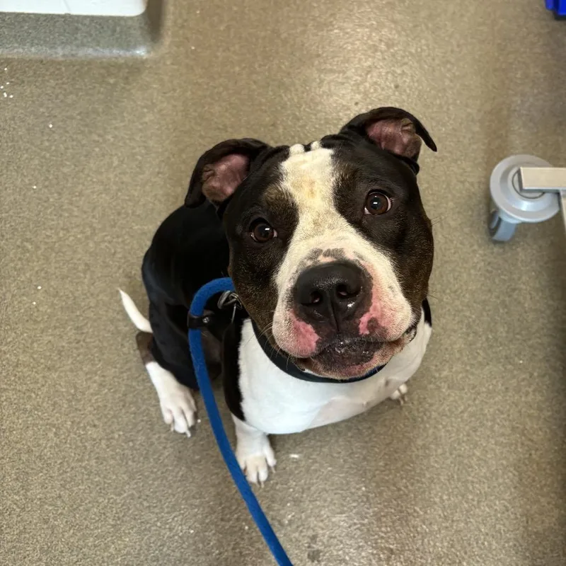 An adult large-sized male Black Pit Bull Terrier dog named Rocco for adoption in Council Bluffs, IA