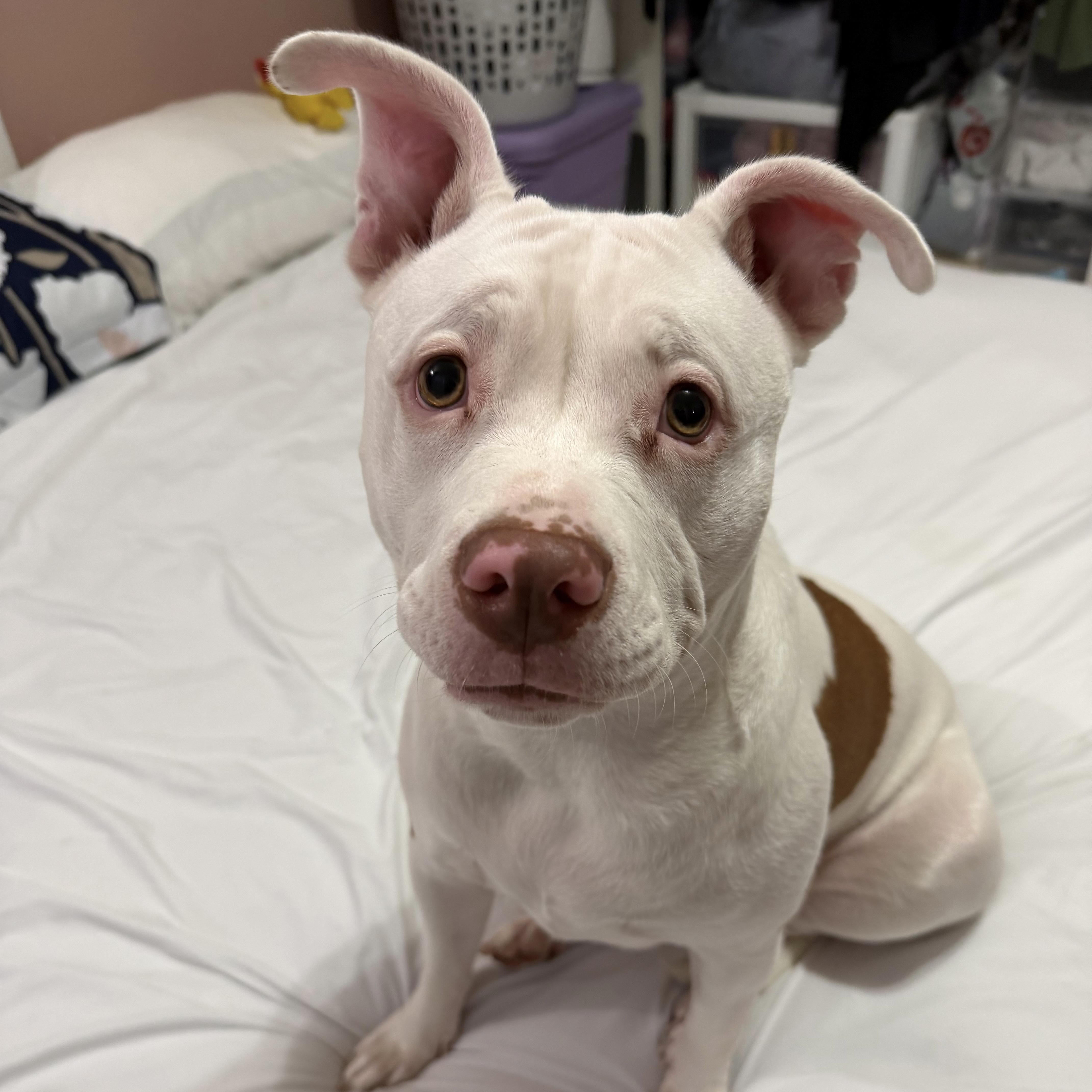 A young medium-sized female White / Cream Pit Bull Terrier dog named Mistletoe for adoption in Columbia, SC