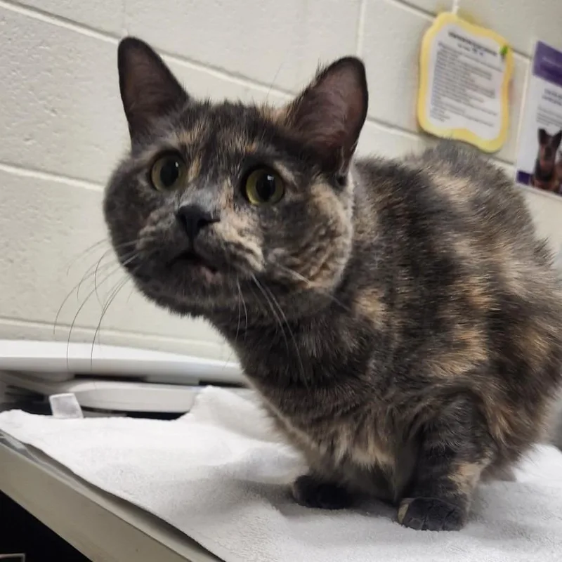 A senior large-sized female Calico Domestic Short Hair cat named Torie for adoption in Murray, UT