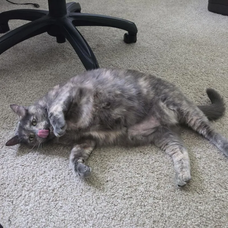 Torie thumbnail 2
