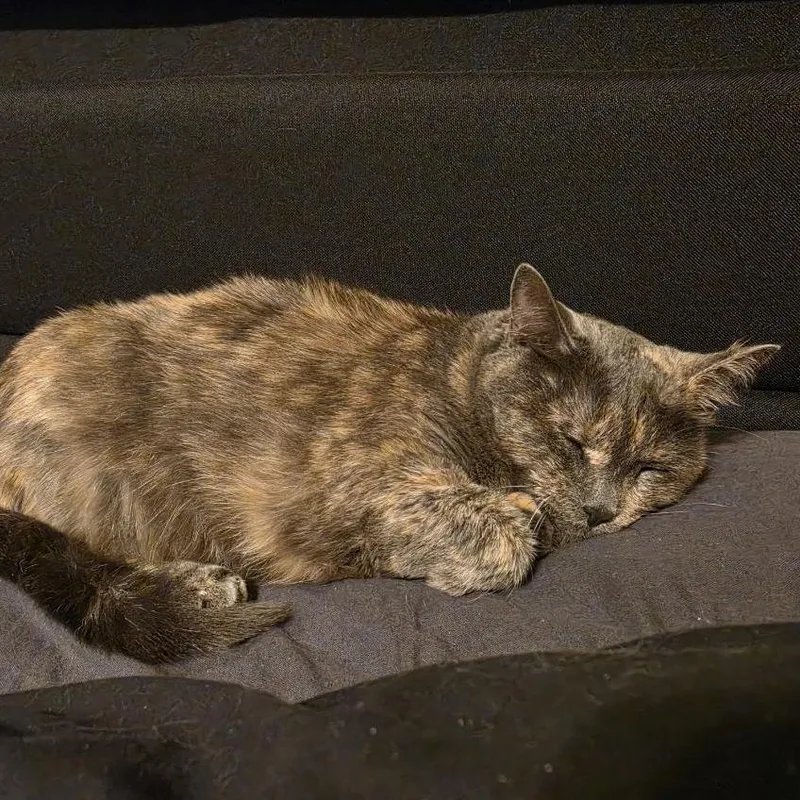 Torie thumbnail 5