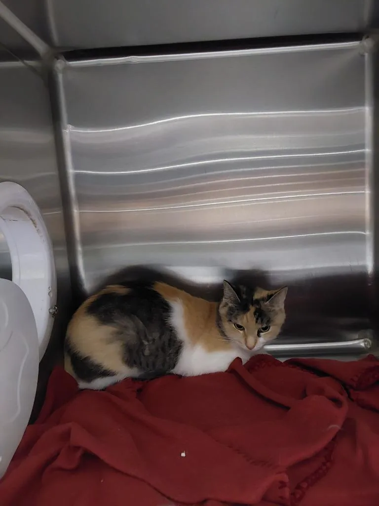 A young medium-sized female Domestic Short Hair cat named 2026-07-008 for adoption in Winder, GA