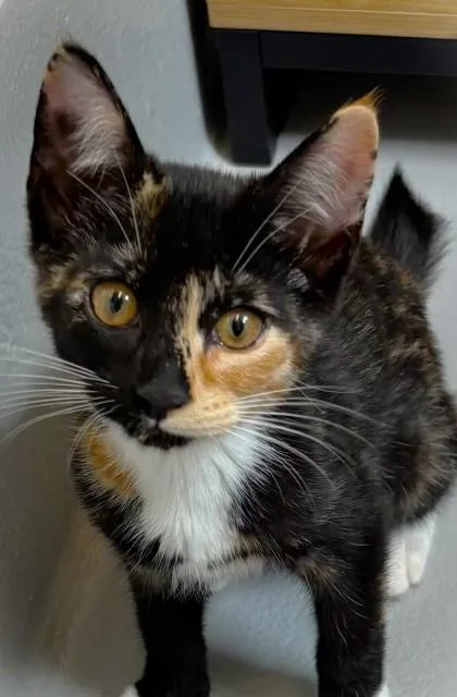 A baby small-sized female Domestic Short Hair cat named Crab Rangoon for adoption in Cumming, GA