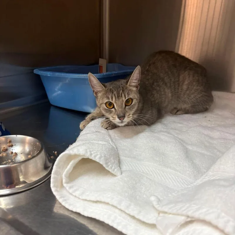 A young small-sized female Brown / Chocolate Domestic Short Hair cat named Jackie for adoption in Long Island City, NY
