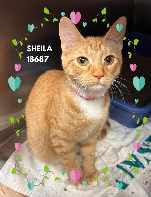 A baby small-sized female Orange & White Domestic Short Hair cat named Sheila for adoption in Marietta, GA