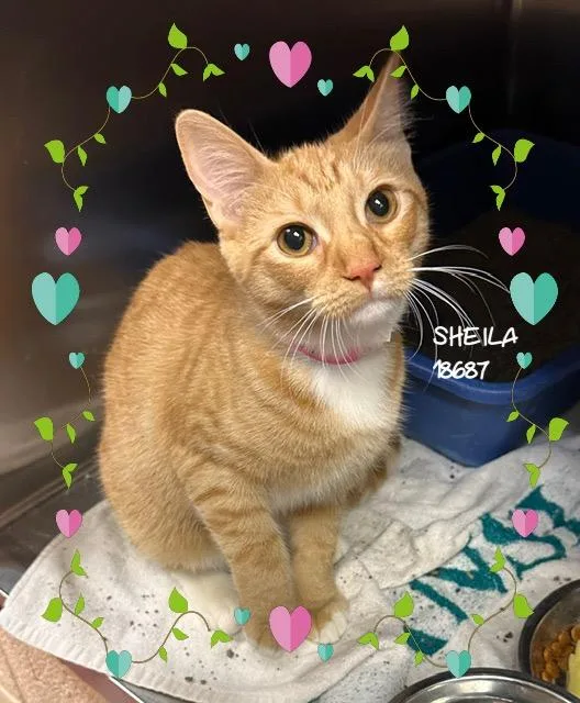 Sheila thumbnail 2