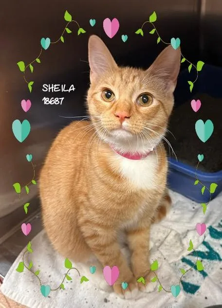 Sheila thumbnail 3