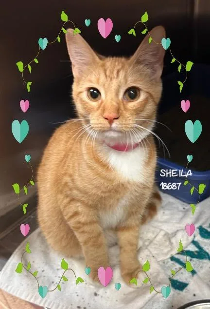 Sheila thumbnail 4