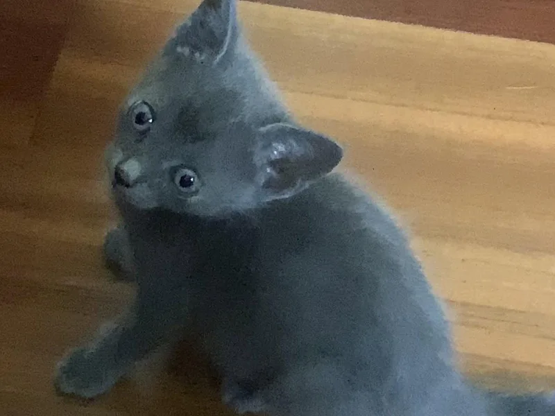 A baby medium-sized female Gray / Blue / Silver Domestic Short Hair cat named Lily for adoption in Royal Palm Beach, FL