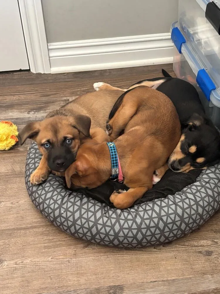 A baby medium-sized male Tricolor (Brown, Black, & White) Shepherd dog named Bodhi for adoption in Clinton Township, MI