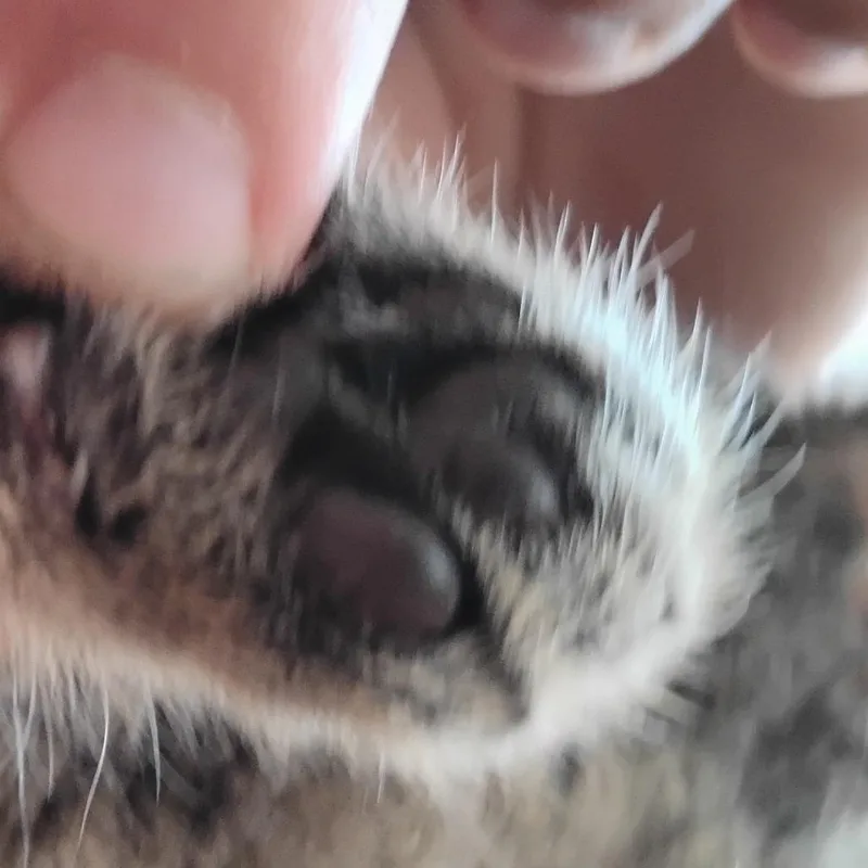 Hershey thumbnail 2