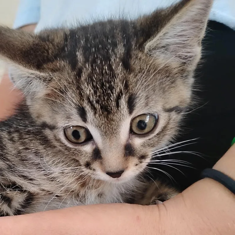 Hershey thumbnail 3