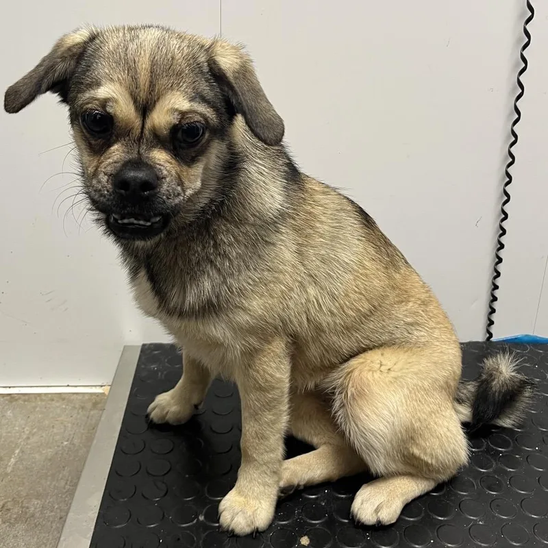 An adult small-sized female Brown / Chocolate Mixed Breed dog named Faith for adoption in Mount Gilead, NC