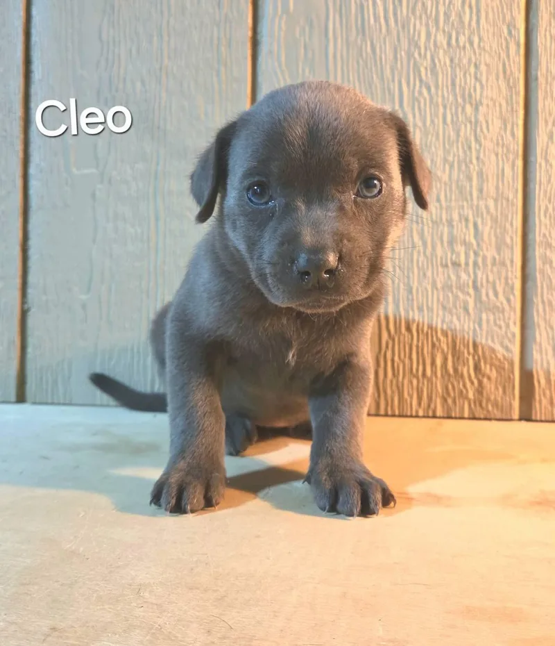 Cleo